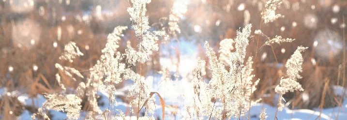 Pampasgras im Schnee bei Sonnenschein